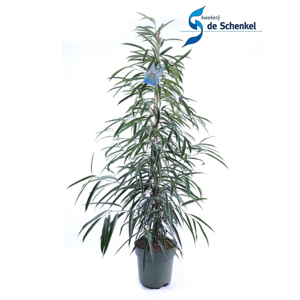 Vazoninis augalas FIKUSAS ALI (FICUS BINNENDIJKII) 150 cm. 3pp