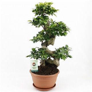 Vazoninis augalas FIKUSAS GINSENG s-type 27Ø 70cm 1pp
