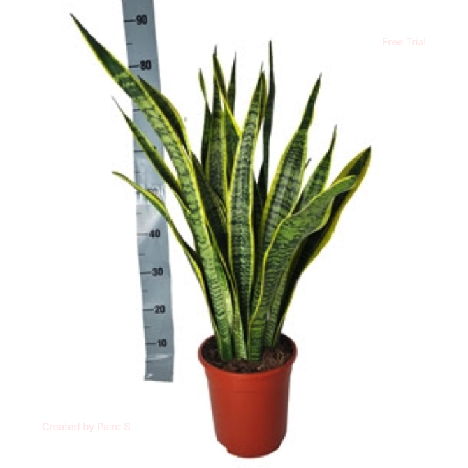 Vazoninis augalas Sansevieria trifasciata Laurentii 21Ø 80cm 5pp