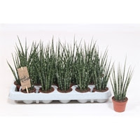 Vazoninis augalas SANSEVJERA (Sansevieria Fernwood Punk) 10,5Ø 30cm