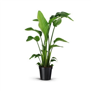Vazoninis augalas Strelicija Nicolai (Strelitzia nicolai), 105cm 3pp