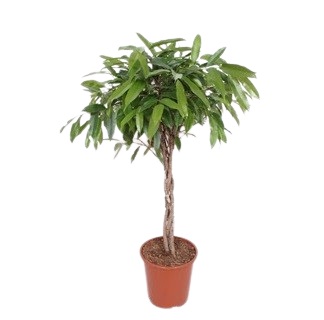 Vazoninis augalas Ficus binnendijkii Amstel King twisted stem 27Ø 120cm 4pp