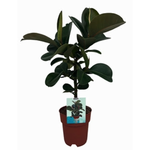 Vazoninis augalas FIKUSAS elastica Cloe 19Ø 65cm 1pp