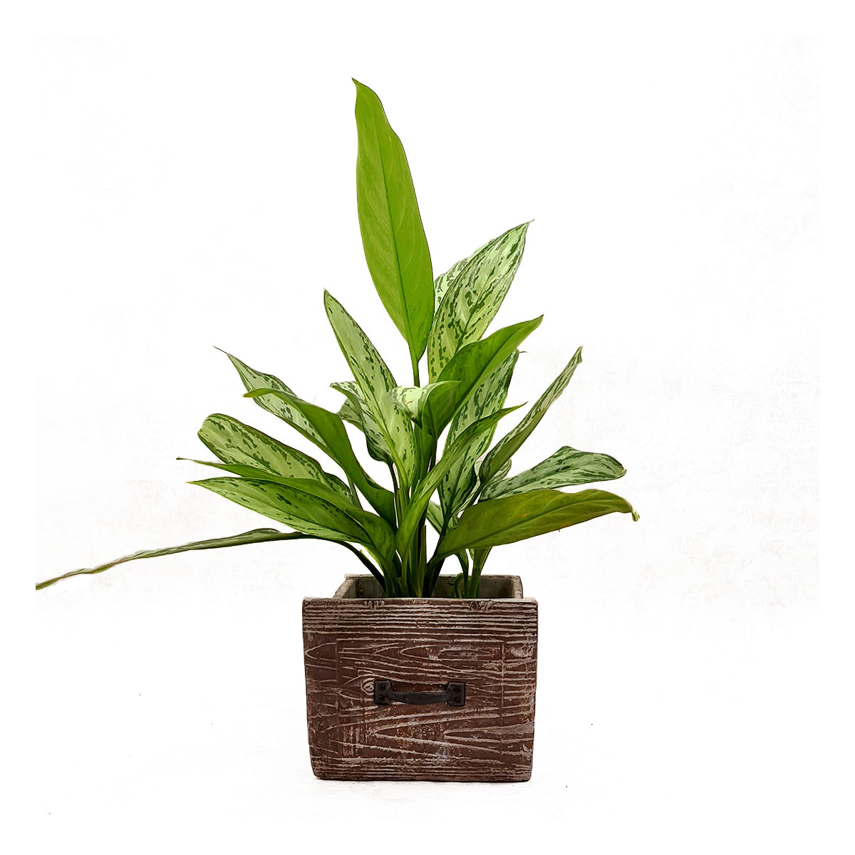 Vazoninis augalas AGLAONEMA (AGLAONEMA), be vazono