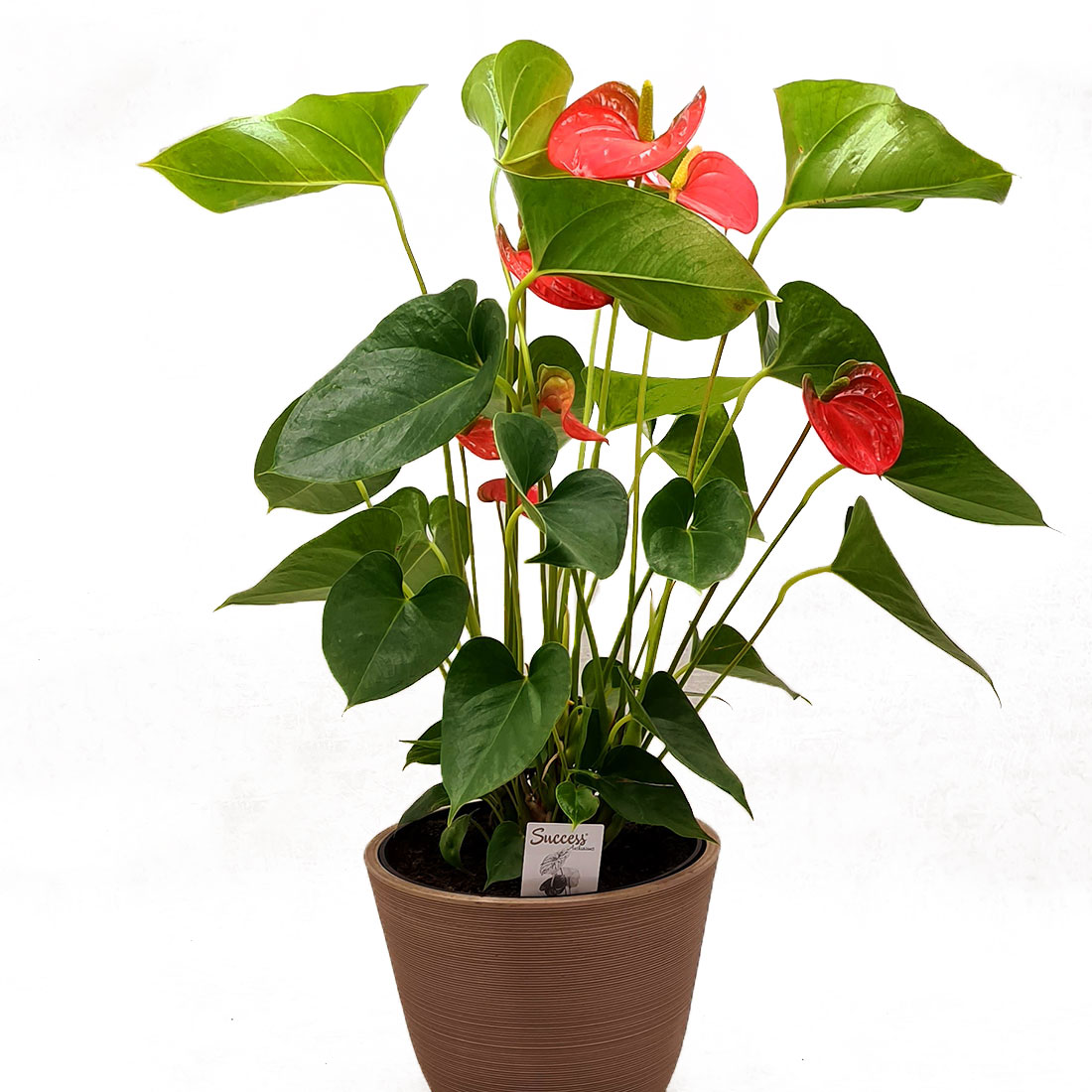 Vazoninis augalas ANTURIS (ANTHURIUM), be vazono