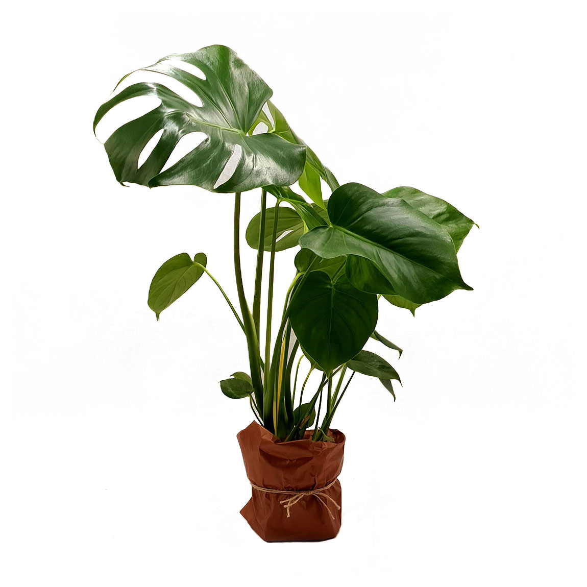 Vazoninis augalas MONSTERA (MONSTERA), ba vazono