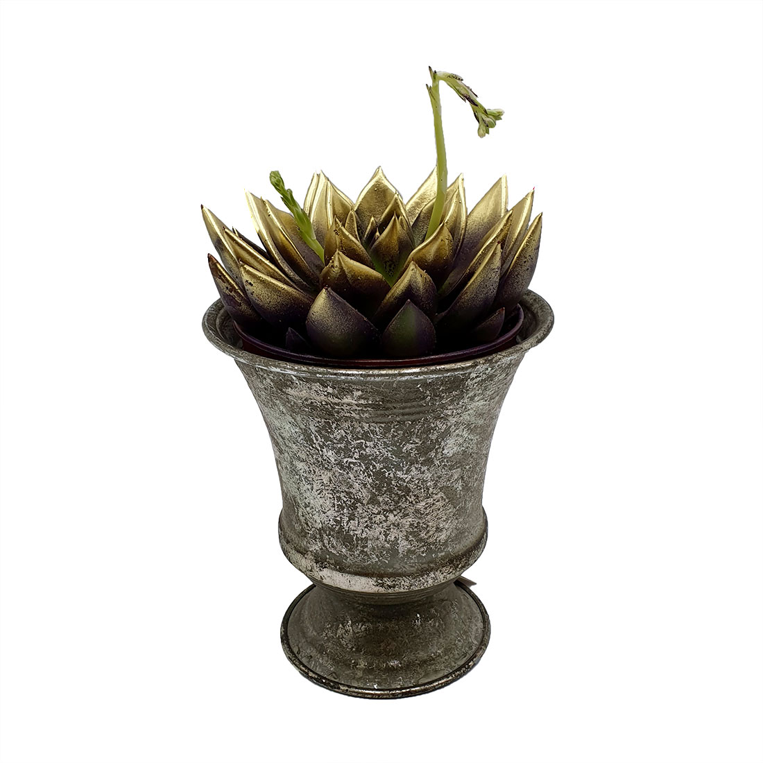 Augalas Eševerija (Echeveria)