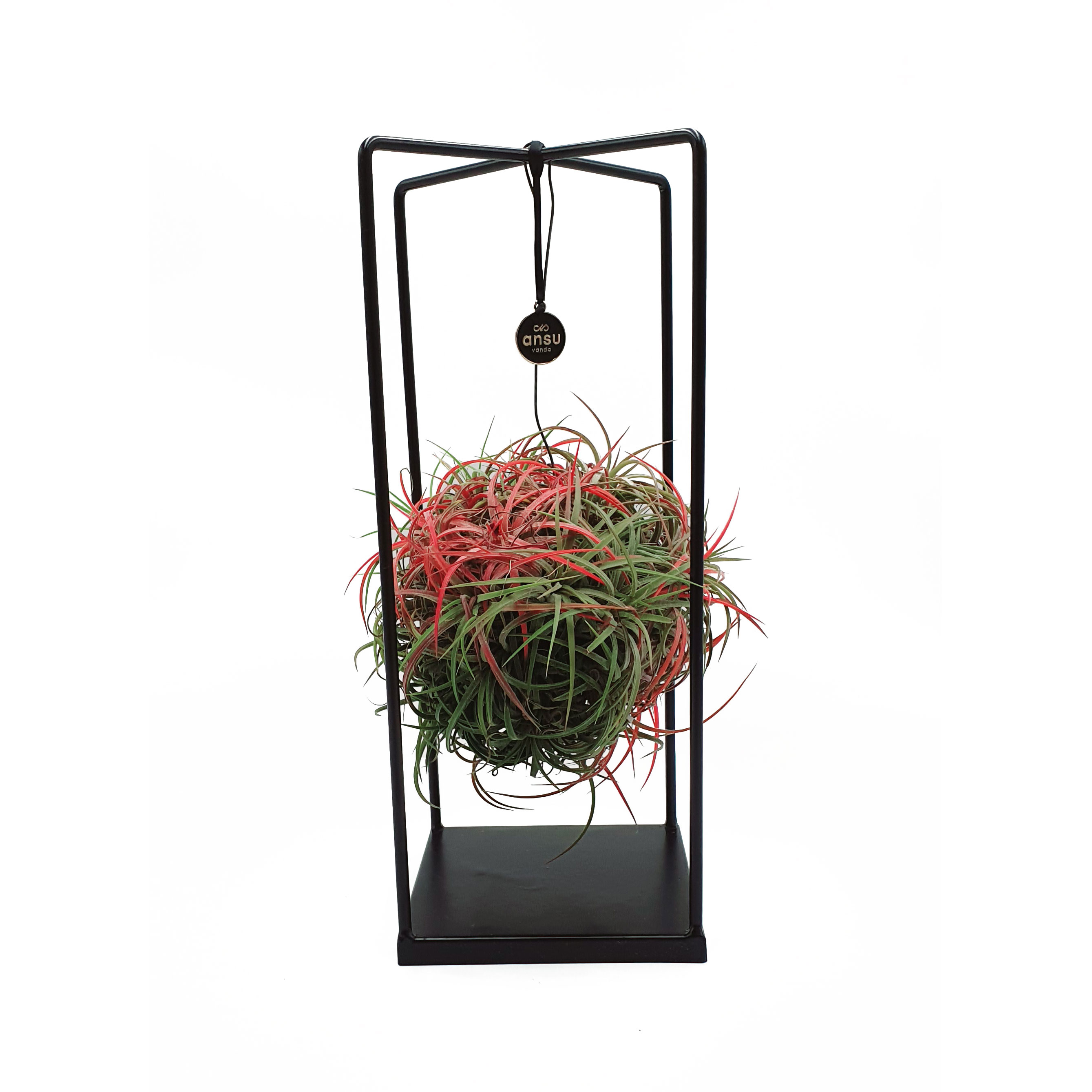Augalas „Tilandsija“ metaliniame rėme (Tillandsia)