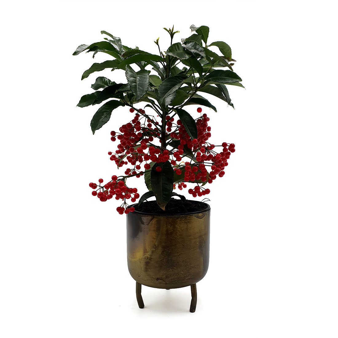 Vazoninis augalas ARDIZIJA (ARDISIA CRENATA), be vazono