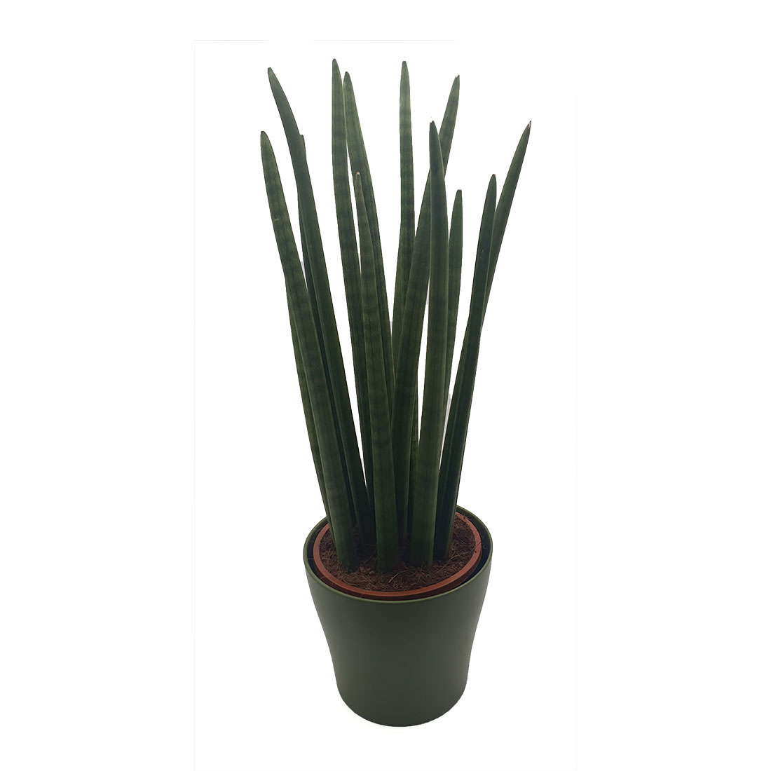 Vazoninis augalas SANSEVJERA (SANSEVIERIA), be vazono, 68cm