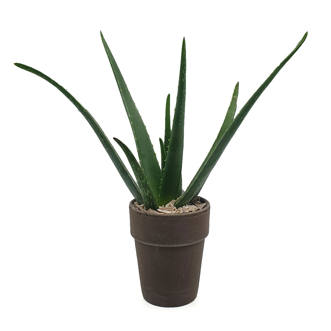 Vazoninis augalas TIKRASIS ALIJOŠIUS, ALAVIJAS (ALOE VERA), su vazonu
