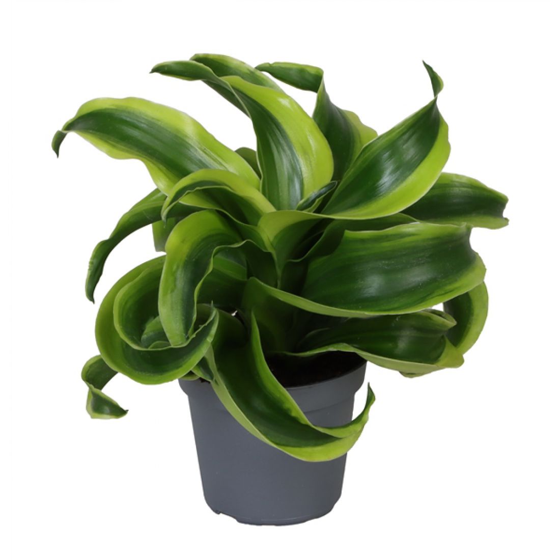 Vazoninis augalas Dracaena compacta Tomado 12Ø 23cm