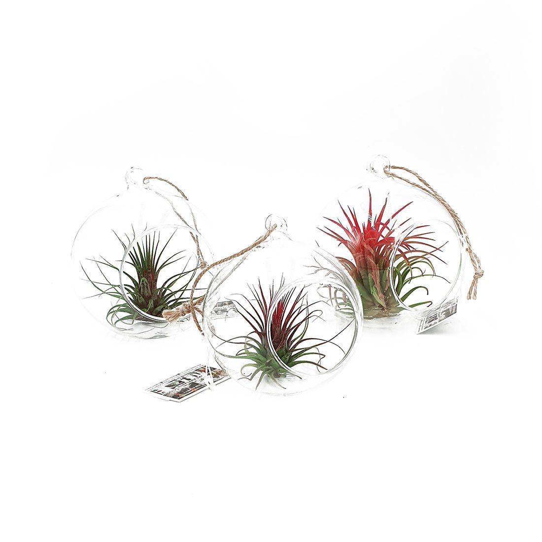 Augalas „Tilandsija“ stikliniame rutulyje (Tillandsia)