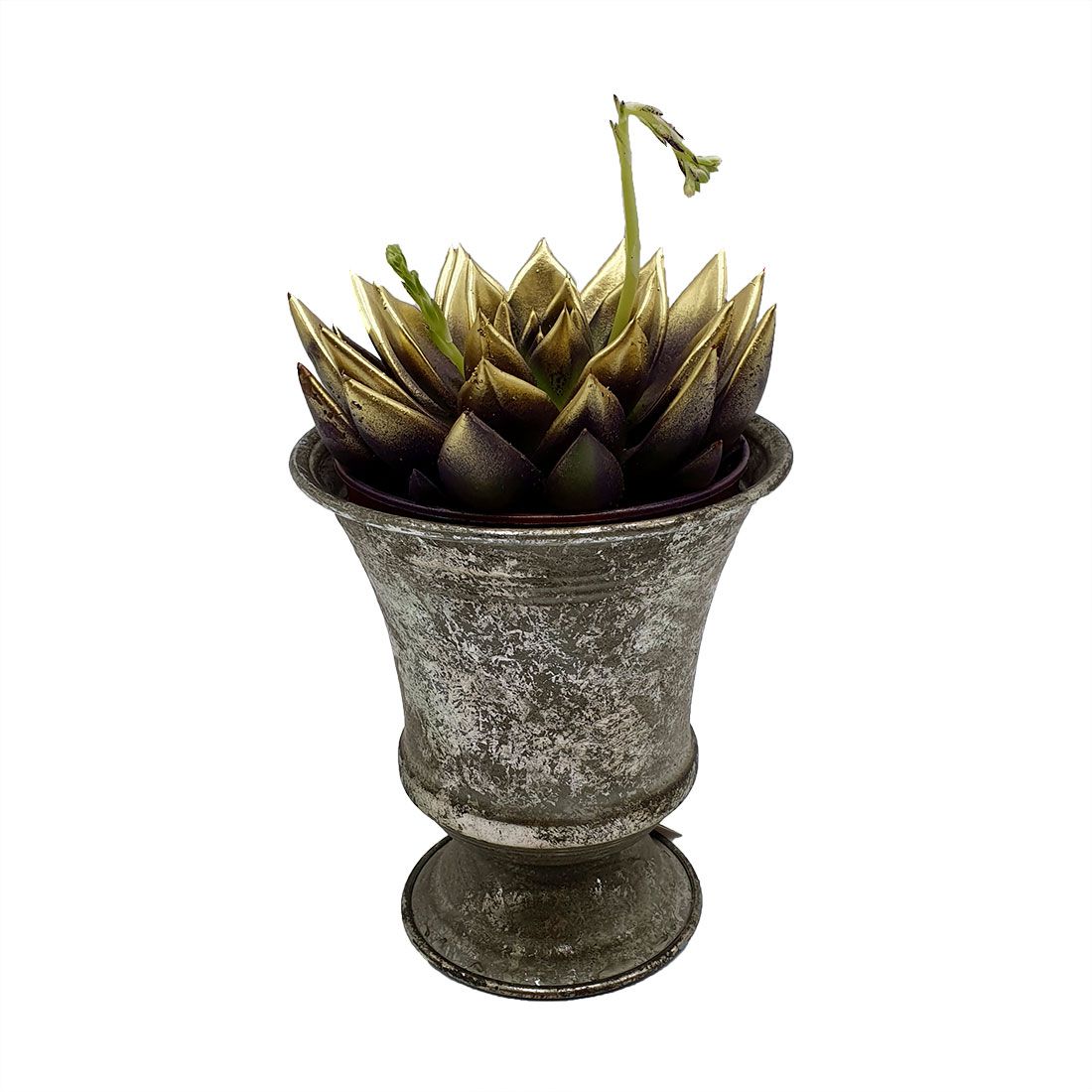 Augalas Eševerija (Echeveria)