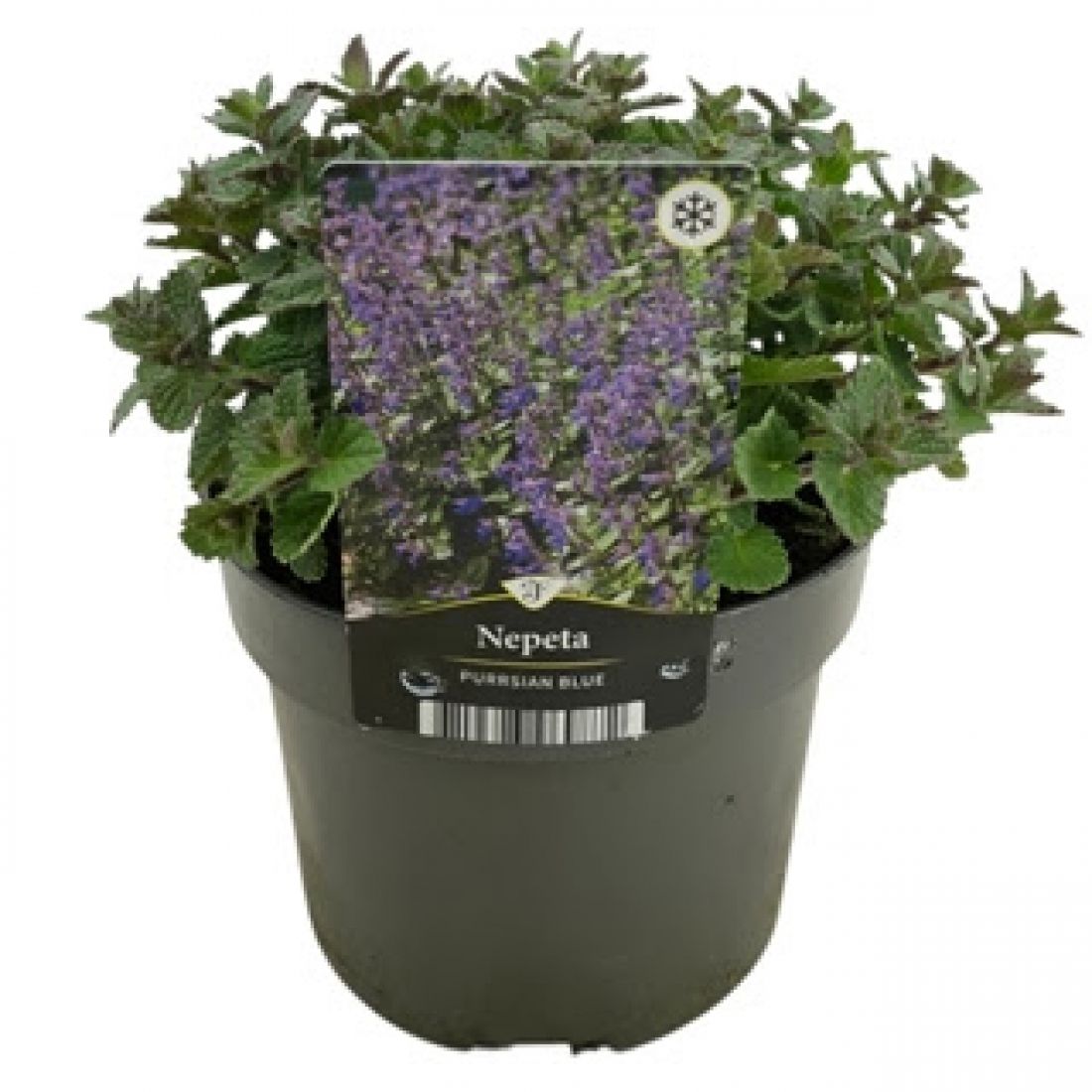 Vazoninis augalas Nepeta Purrsian Blue 17Ø 35cm