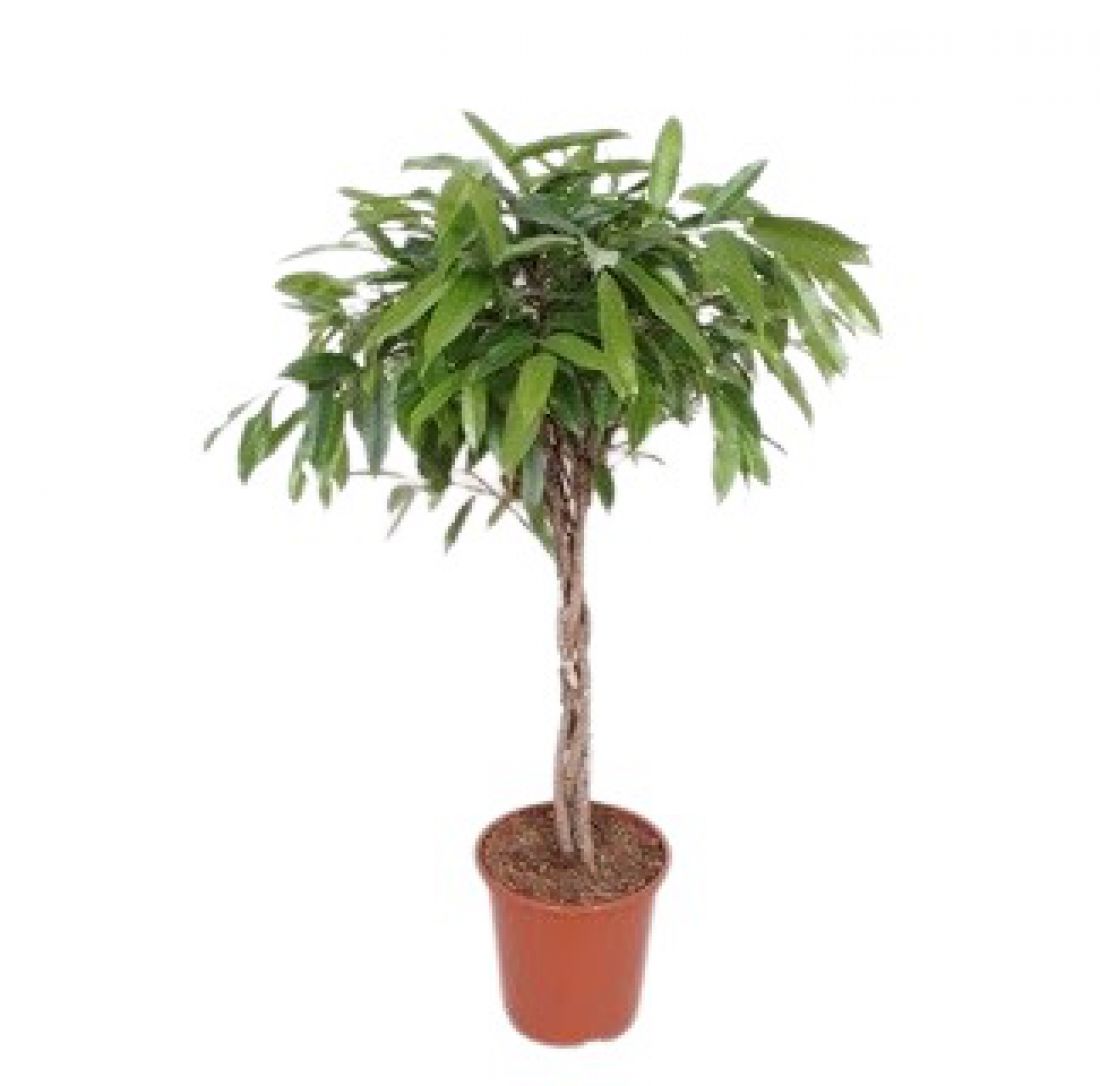 Vazoninis augalas Ficus binnendijkii Amstel King twisted stem 27Ø 120cm 4pp
