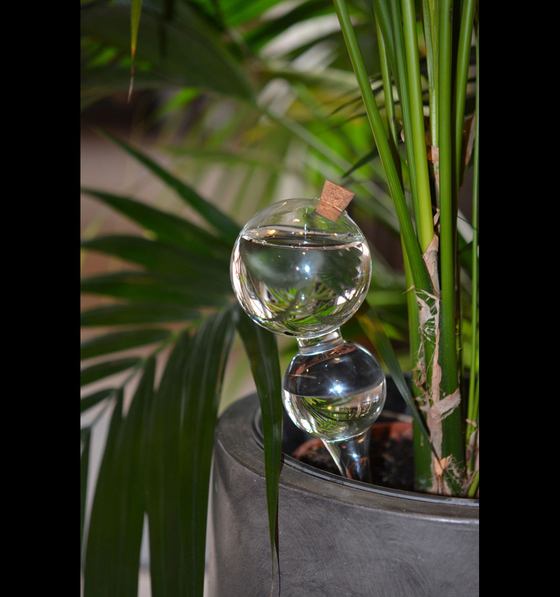 Stiklinis burbulas laistymui