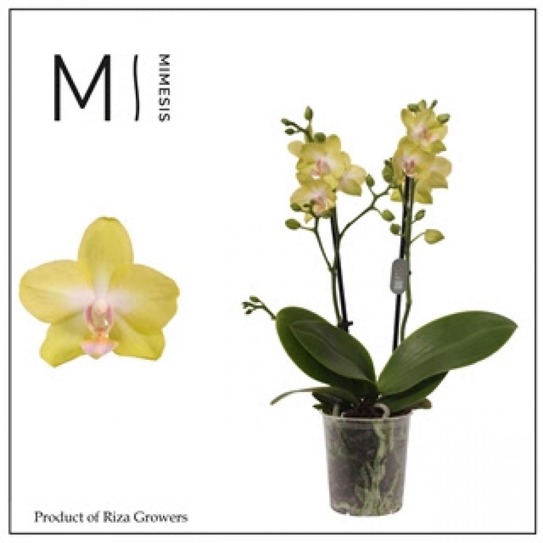 Phalaenopsis MF Mila 9Ø 35cm 2st 16fl