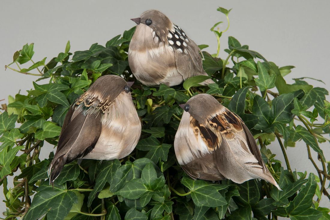 Paukščio pagaliukas