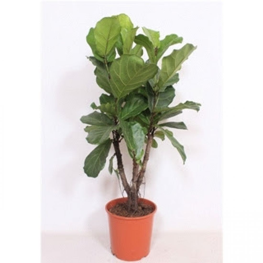 Vazoninis augalas Lyralapis fikusas (Ficus lyrata), 30Ø 150cm
