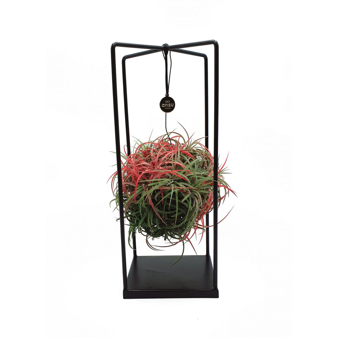 Augalas „Tilandsija“ metaliniame rėme (Tillandsia)