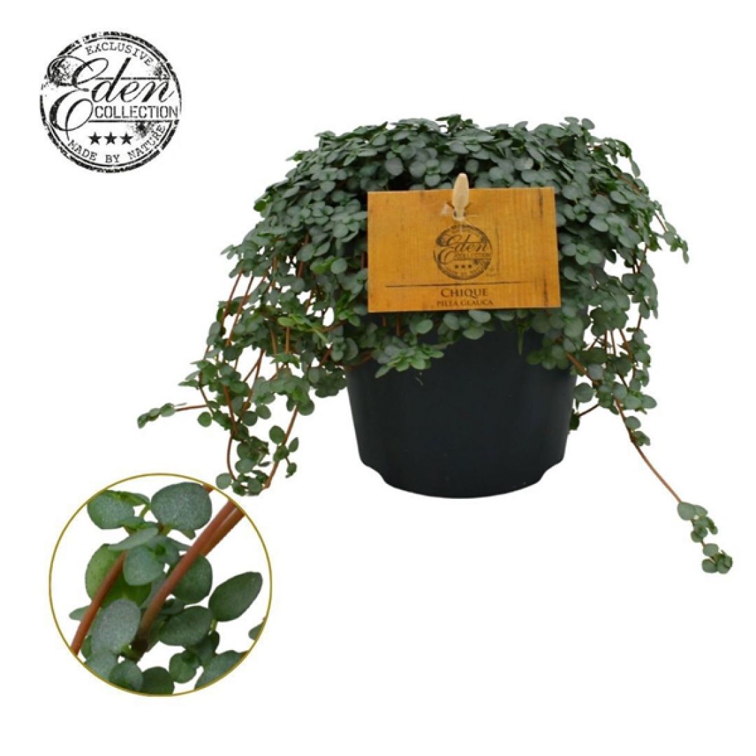 Vazoninis augalas Pilea glaucophylla Greyzy 12Ø 20cm