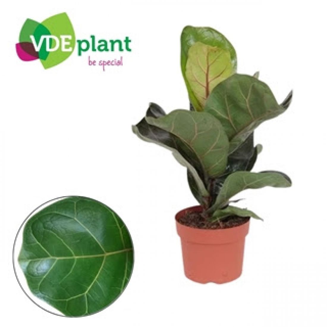 Vazoninis augalas Lyralapis fikusas (Ficus lyrata), 25cm