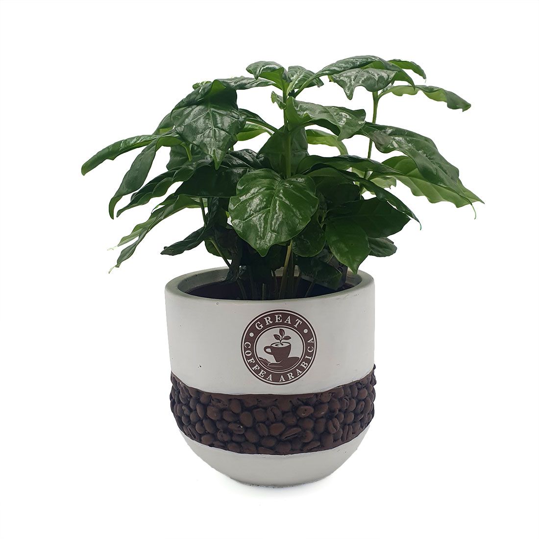 Vazoninis augalas KAVAMEDIS (COFFEA), su vazonėliu, 27cm