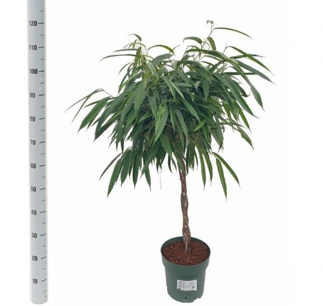 Vazoninis augalas Ficus Binnendijkii Alii