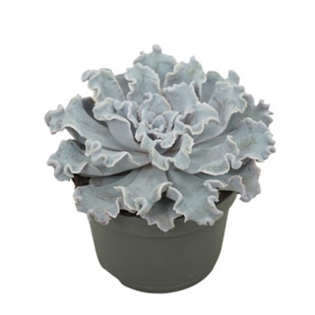 Augalas Echeveria Crispy Beauty 13Ø 15cm