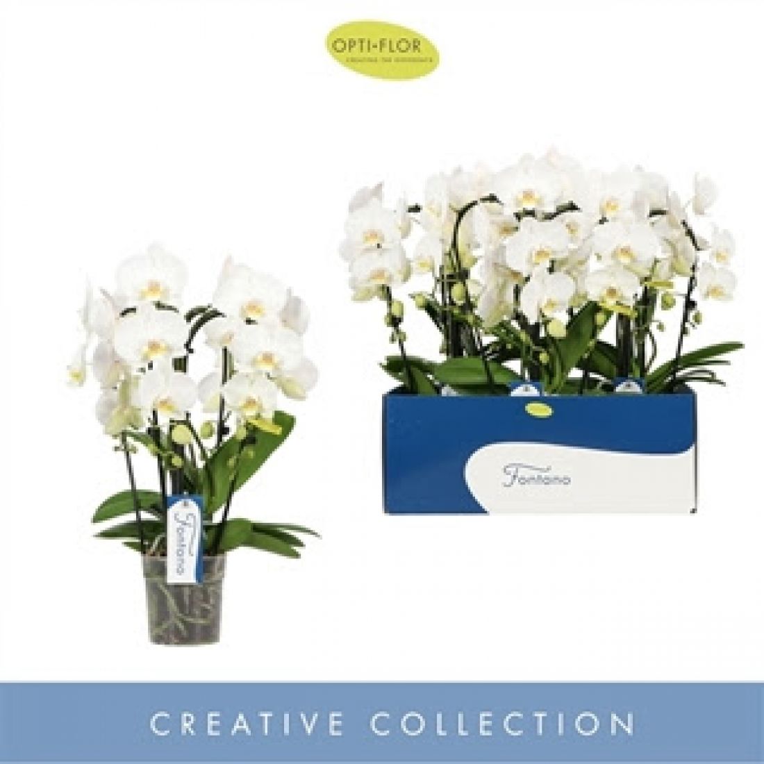 Phalaenopsis Fontano Bellagio 12Ø 50cm 4st 25fl