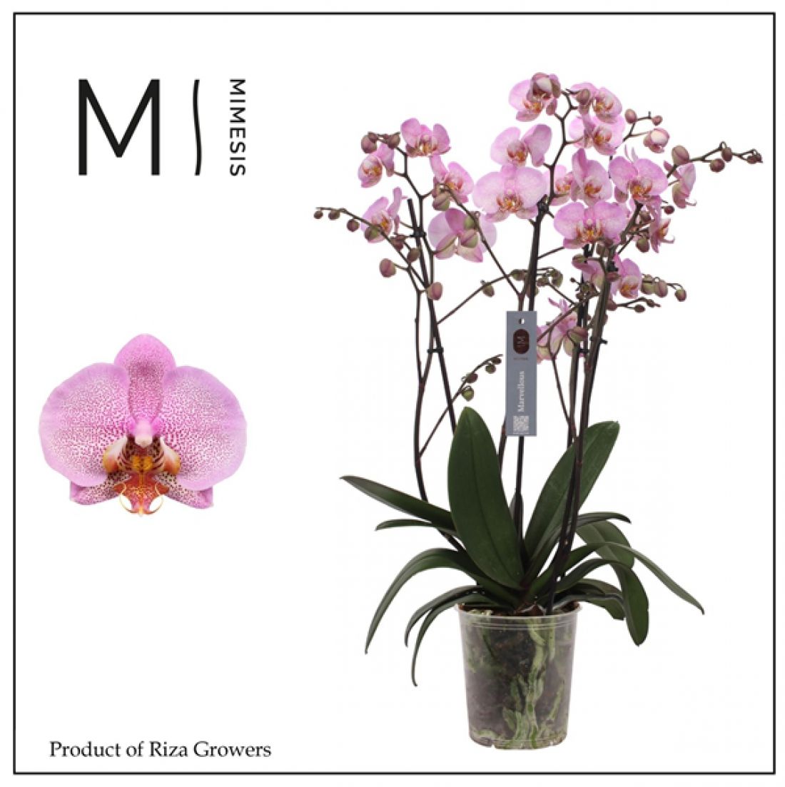 Phalaenopsis Marvellous Pink Special 17Ø 65cm 4st 50fl