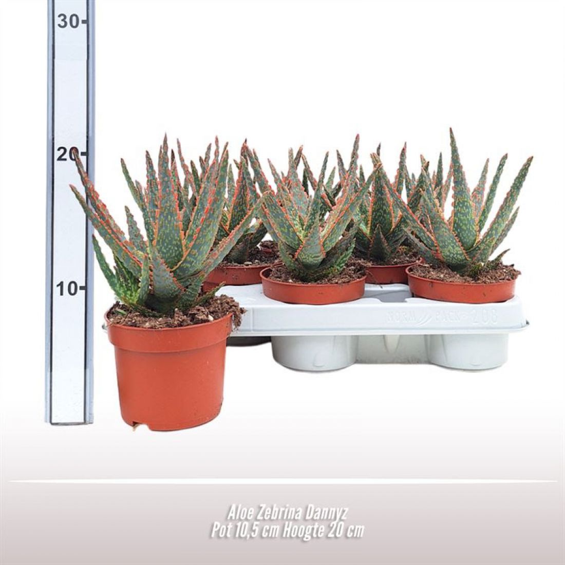 Vazoninis augalas Aloe (Cites) 10,5Ø 20cm