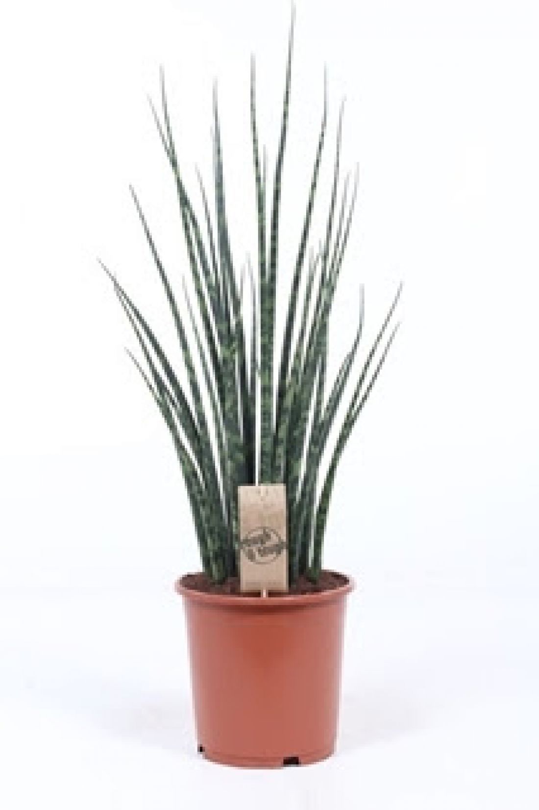 Vazoninis augalas SANSEVJERA (Sansevieria Fernwood Mikado) 19Ø 70cm