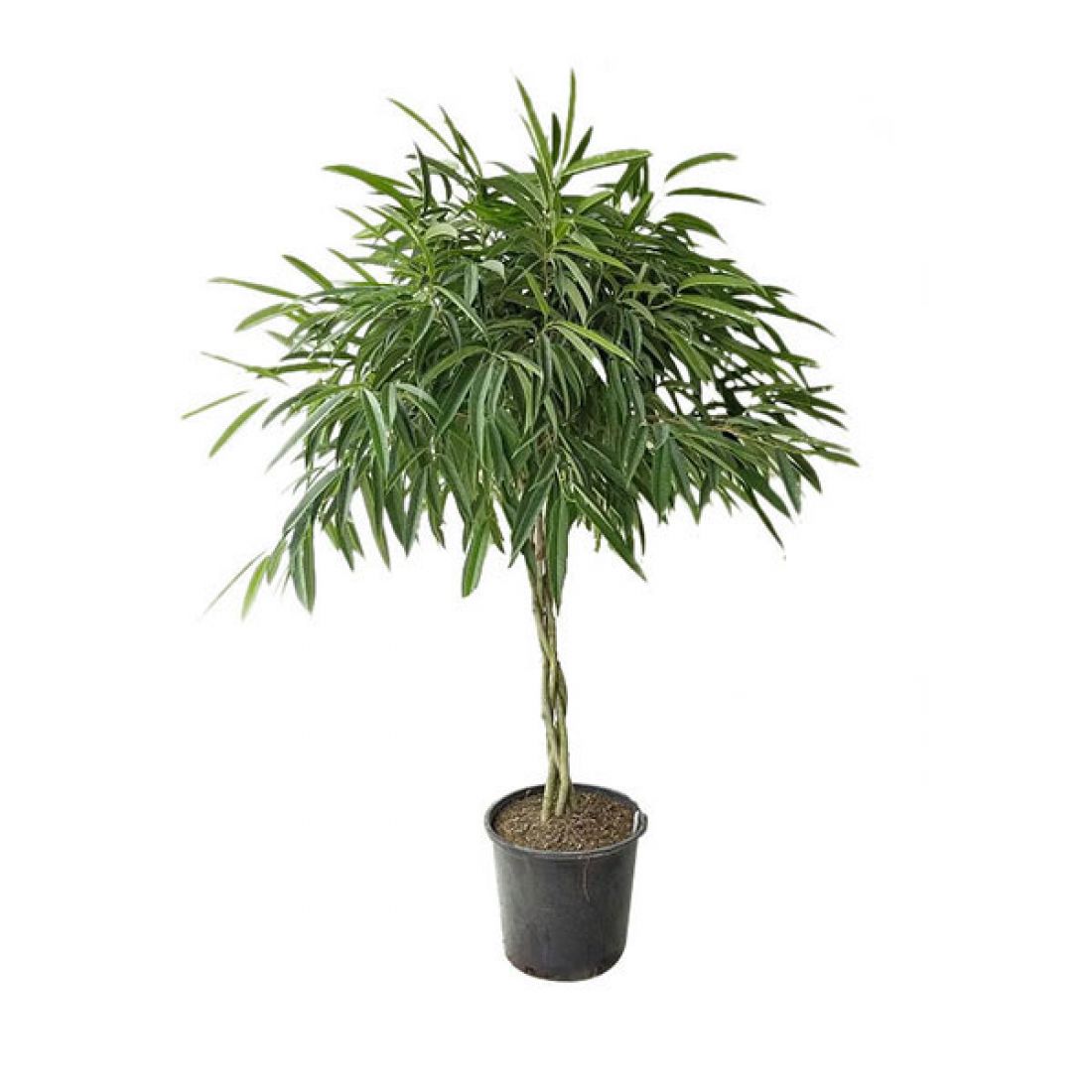Vazoninis augalas FIKUSAS ALI (FICUS BINNENDIJKII), su vazonu