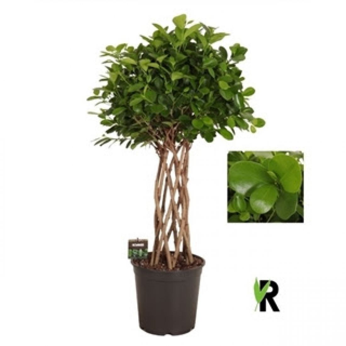 Vazoninis augalas Ficus microcarpa Moclame braided cylinder 27Ø 110cm 8pp