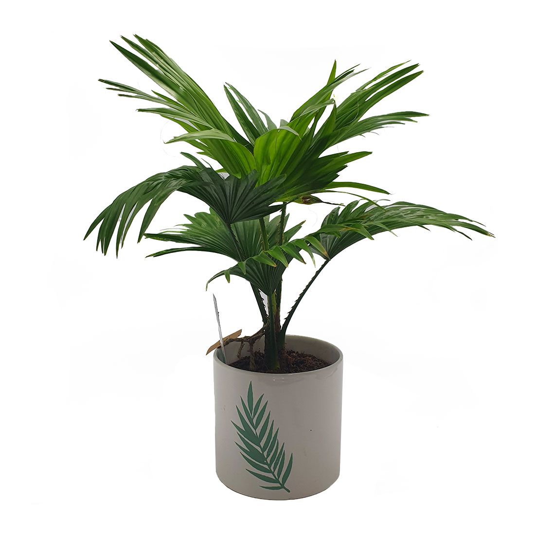 Vazoninis augalas PALMĖ LIVISTONA (LIVISTONA), su vazonu