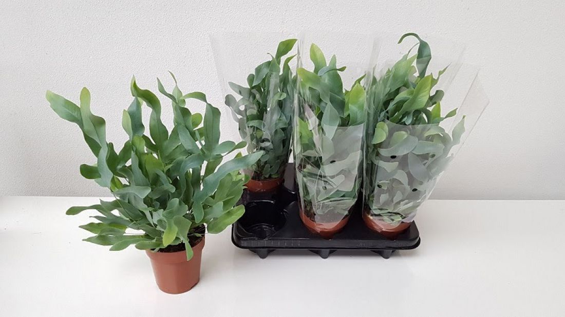 Vazoninis augalas Phlebodium aureum blue star 14Ø 40cm