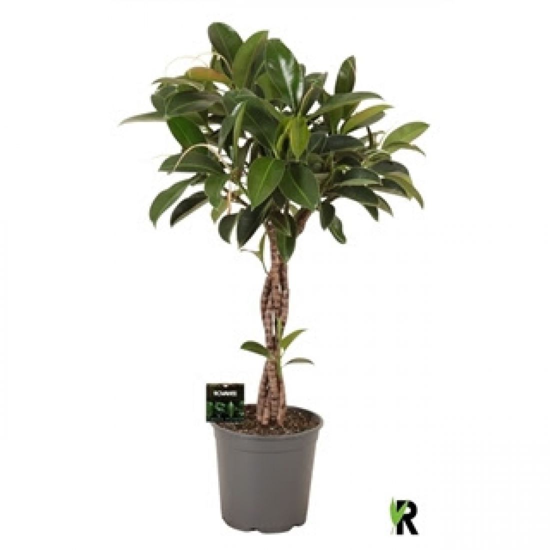 Vazoninis augalas Fikusas Melany twisted 27Ø 110cm 4pp