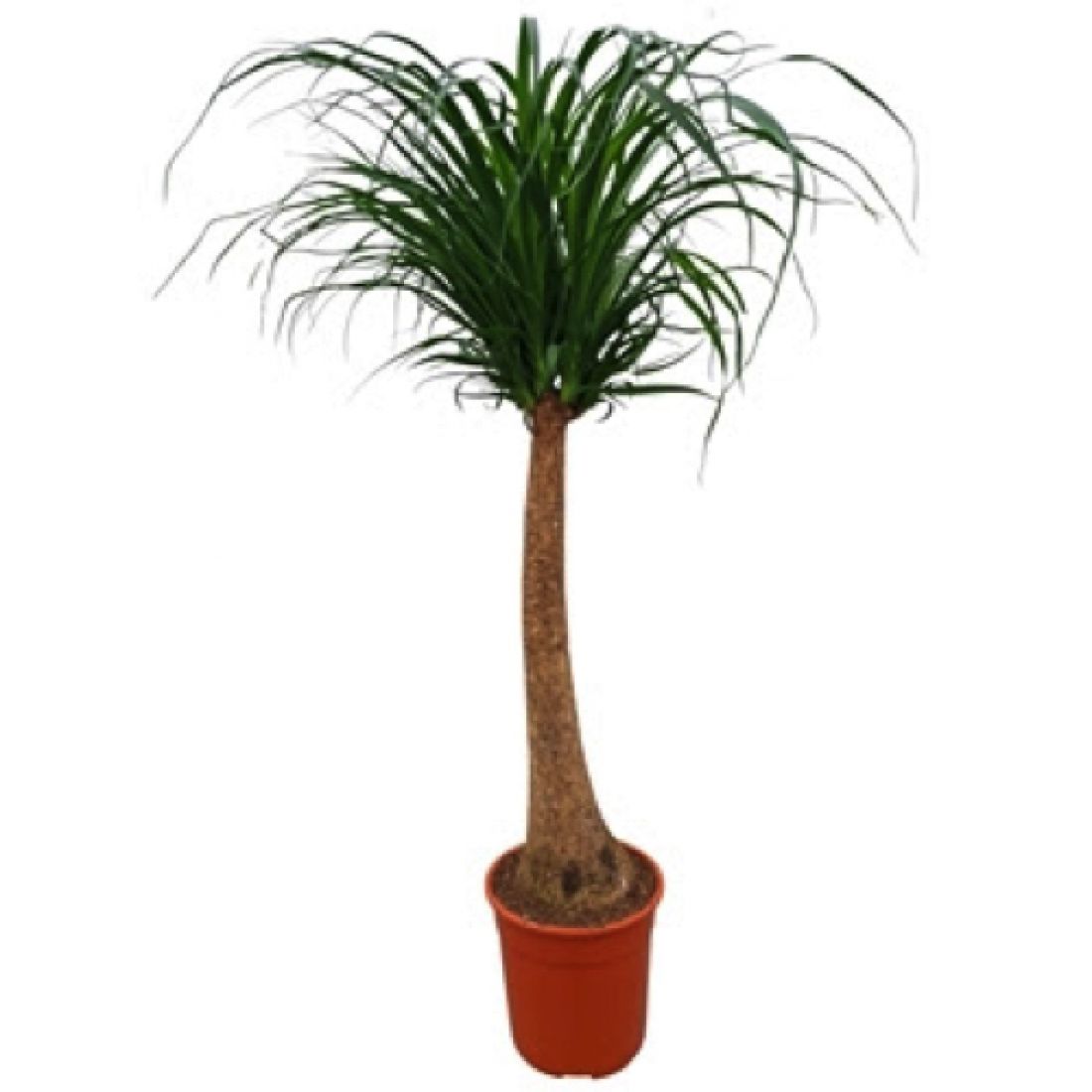 VIDUTINĖ NOLINA (BEAUCARNEA)