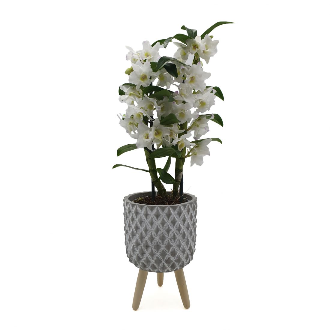 Augalas Orchidėja Dendrobis (Dendrobium nobile)