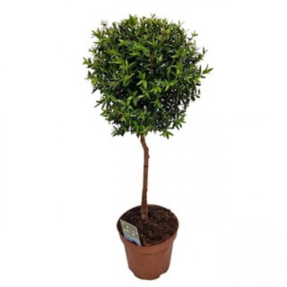 Vazoninis augalas Myrtus Communis 12Ø 40cm