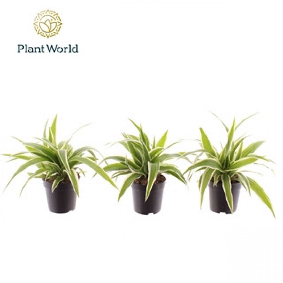 Vazoninis augalas Chlorophytum comosum Ocean 7Ø 15cm