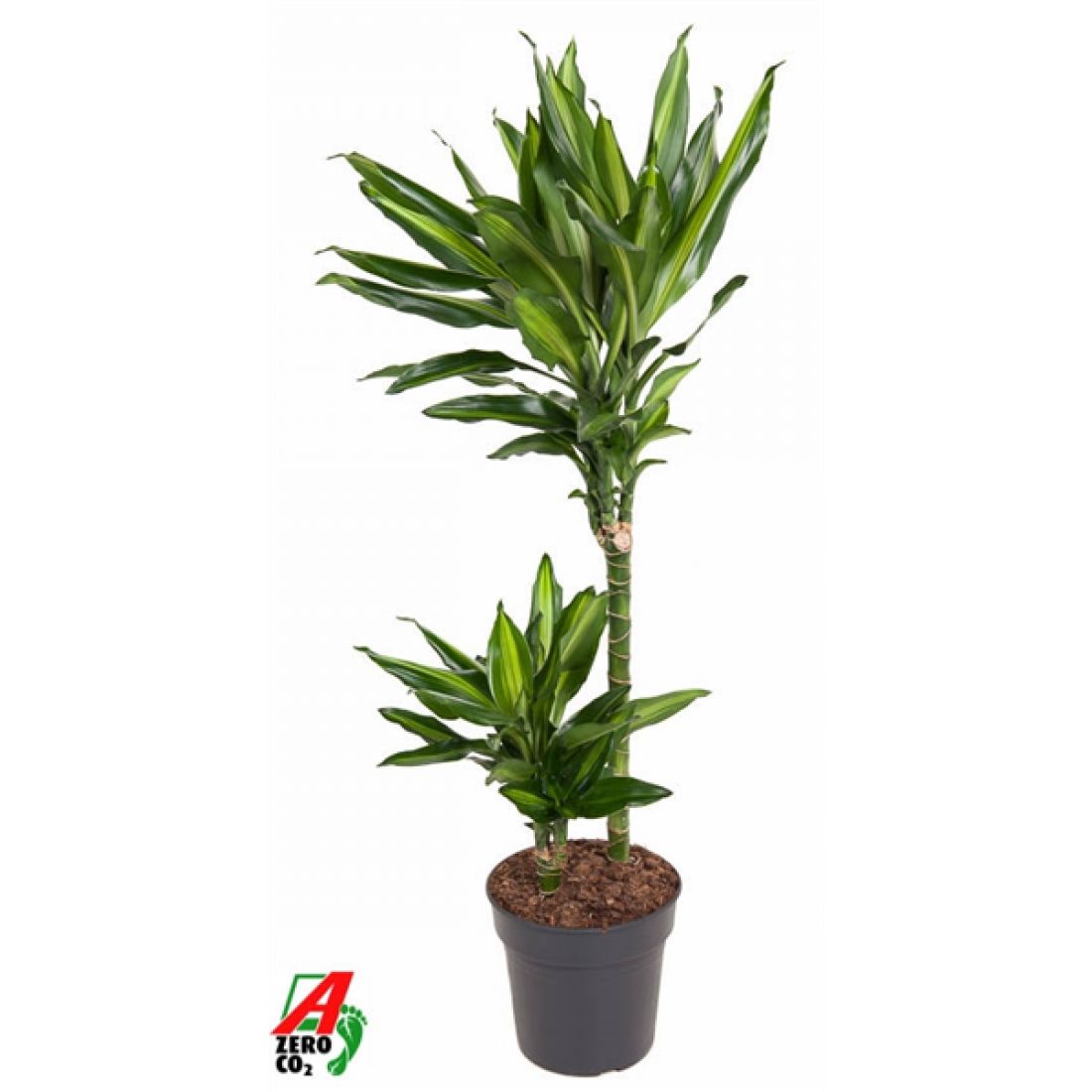 Vazoninis augalas Dracaena Cintho 19Ø 90cm 2pp