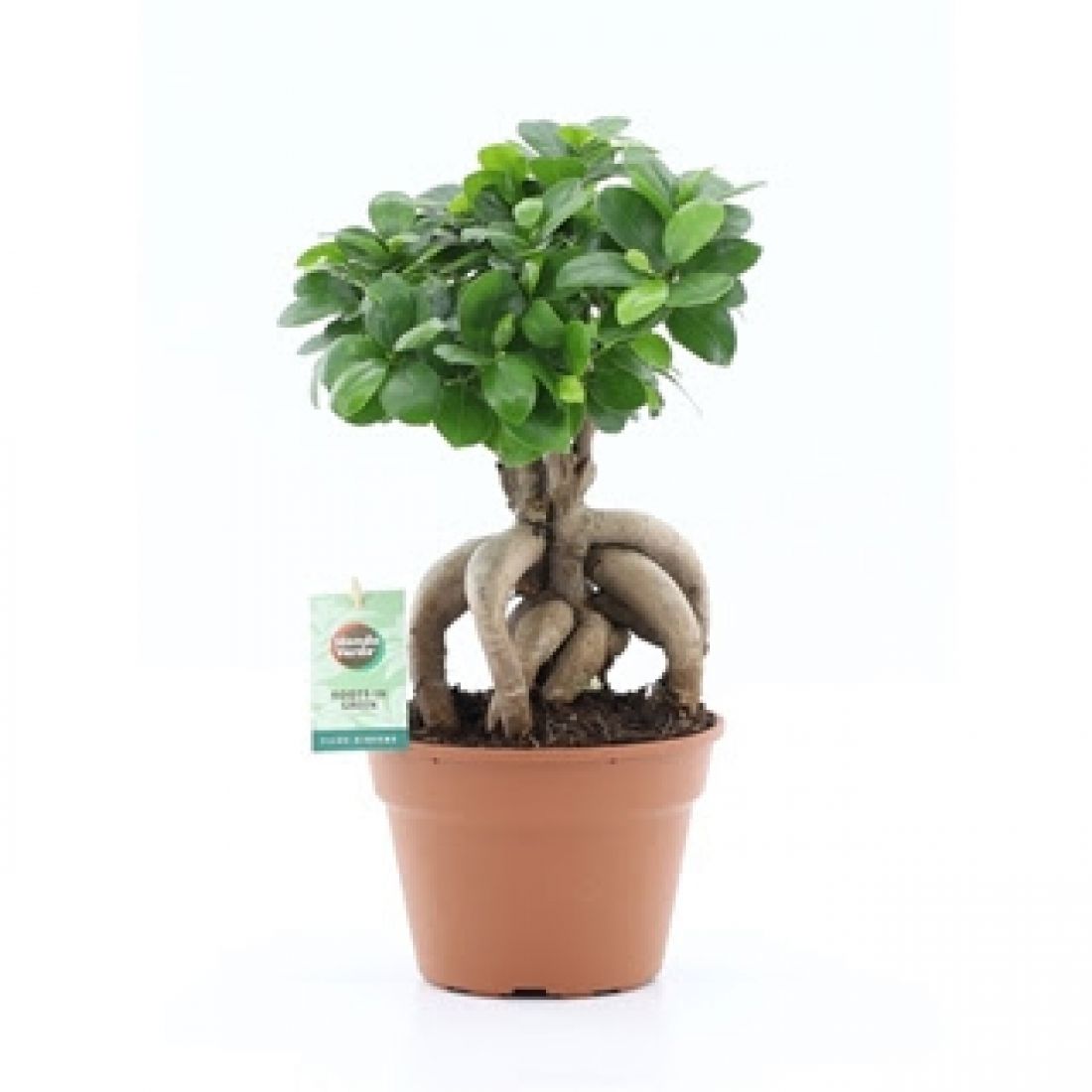 Vazoninis augalas Ficus mi Ginseng 17Ø 40cm 1pp
