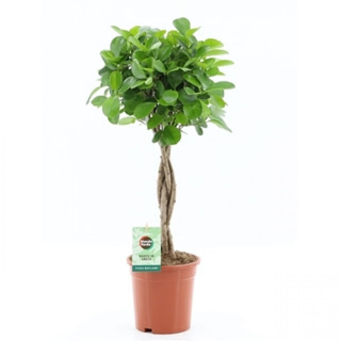 Vazoninis augalas Ficus Microcapra Moclame 17Ø 70cm 5pp