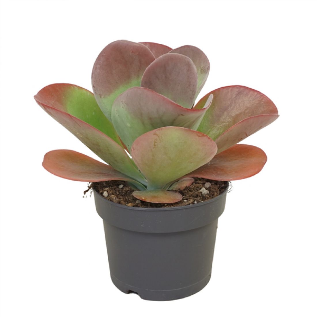 Kalanchoe thyrsiflora Red Lips 17Ø 28cm