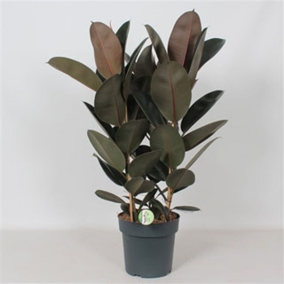Vazoninis augalas Ficus elastica Abidjan 27Ø 90cm 3pp