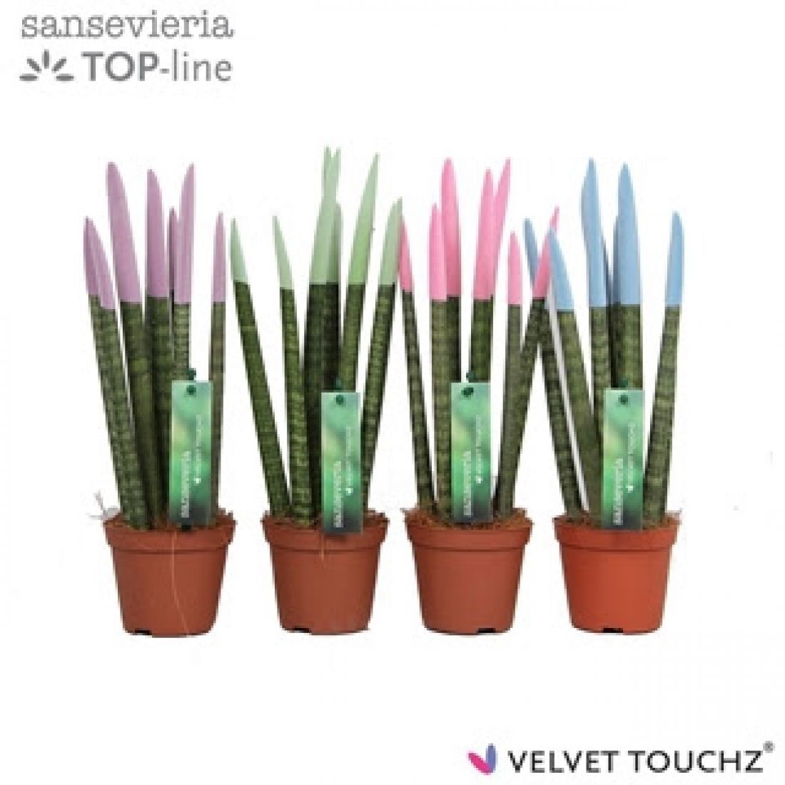 Vazoninis augalas SANSEVJERA (SANSEVIERIA Spaghetti) 8,5Ø
