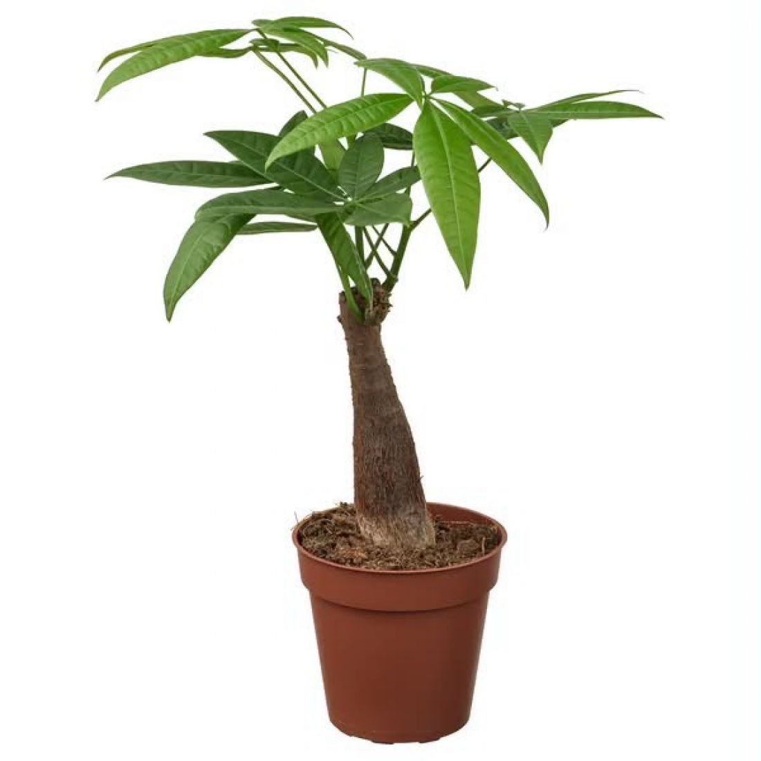 Vazoninis augalas PACHIRA aquatica 9Ø 35cm